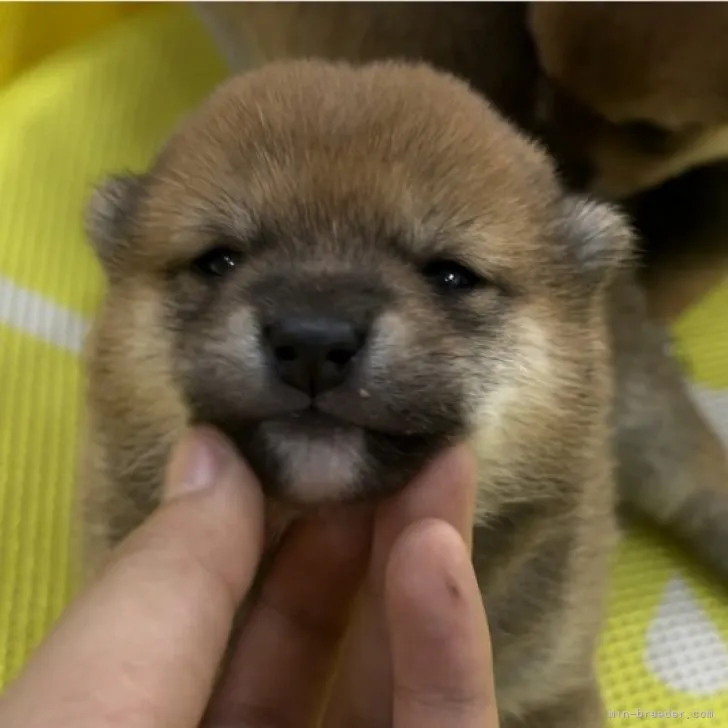 茶美ママ 様のお迎えした子犬