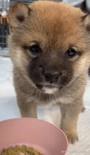 もりまる 様のお迎えした子犬