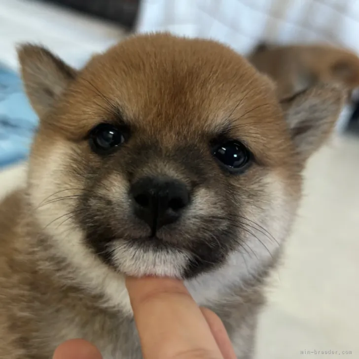 まゆみん 様のお迎えした子犬