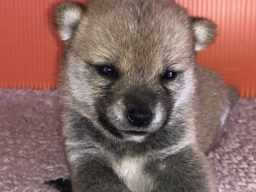 柴犬(豆柴)【鹿児島県・女の子・2018年9月20日・赤】の写真「可愛いサイズが小さい豆柴ちゃんです。」