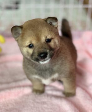 柴犬(豆柴)【鹿児島県・男の子・2019年6月10日・赤】の写真「超たぬき顔😻可愛すぎ💕全国出張可能です。」