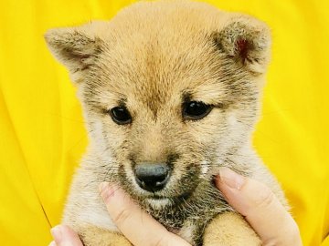 柴犬(豆柴)【鹿児島県・女の子・2018年12月17日・赤】の写真「とっても可愛い❤赤毛の女の子❤」