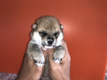 柴犬(豆柴)【鹿児島県・男の子・2018年9月29日・赤】の写真「可愛い豆柴ちゃんオスです。」