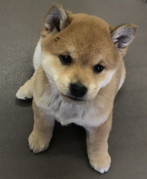 柴犬(豆柴)【鹿児島県・男の子・2019年3月15日・赤】の写真「😍たぬき顔★赤豆柴😄全国出張可能です♪♪」