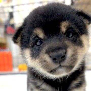 柴犬(豆柴)【鹿児島県・女の子・2023年3月6日・黒】の写真「可愛さ・性格超別格です！」