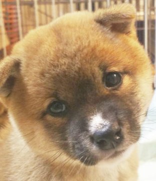 柴犬(豆柴)【鹿児島県・女の子・2019年1月20日・赤】の写真「超たぬき顔😻可愛すぎ💕全国出張可能です。」