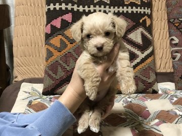 チワプー 父チワワ母トイプードル(タイニー)【鹿児島県・男の子・2018年9月16日・プードルのレッド系に近い淡いブラウン色】の写真「ふわふわ毛並み可愛いお目々❤️」