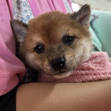 柴犬(豆柴)【鹿児島県・男の子・2023年10月13日・赤】の写真「＊ハナ長男＊イケワンくんです」