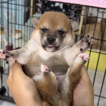 柴犬(豆柴)【鹿児島県・男の子・2023年9月18日・赤】の写真「＊10/6更新＊」