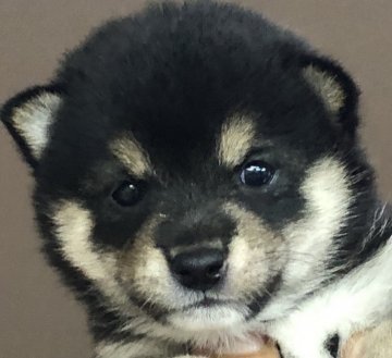 柴犬(豆柴)【鹿児島県・女の子・2019年5月15日・黒】の写真「😍室内飼いのみ💕限定販売💖黒豆柴」