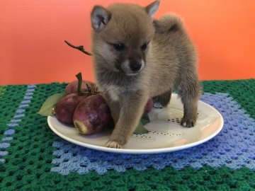 柴犬(豆柴)【鹿児島県・女の子・2018年9月20日・赤】の写真「可愛い小さい豆柴ちゃんです。」