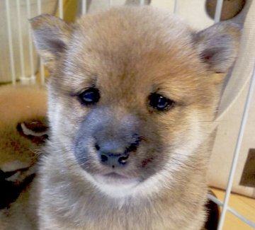 柴犬(豆柴)【鹿児島県・男の子・2019年1月11日・赤】の写真「★特選級★別格★赤豆柴😄全国出張可能です♪♪」