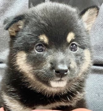 柴犬(豆柴)【鹿児島県・女の子・2019年9月1日・黒】の写真「😍室内飼い専用💕黒豆柴😄全国出張可能です♪♪」