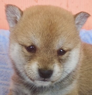 柴犬(豆柴)【鹿児島県・女の子・2019年2月2日・赤】の写真「⭐️室内飼い限定😻女の子💕」