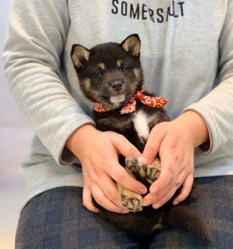 柴犬(豆柴)【鹿児島県・男の子・2019年12月7日・黒】の写真「😍性格・可愛さ💕超別格😄全国出張可能です♪」