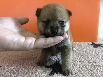 柴犬(豆柴)【鹿児島県・女の子・2018年9月20日・赤】の写真「可愛い小さめの豆柴ちゃんです。」