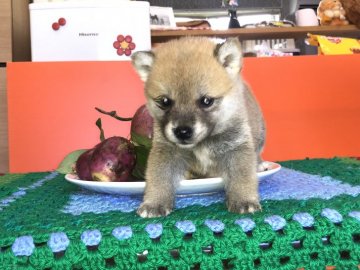 柴犬(豆柴)【鹿児島県・男の子・2018年9月20日・赤】の写真「可愛い豆柴ちゃんオスです。」