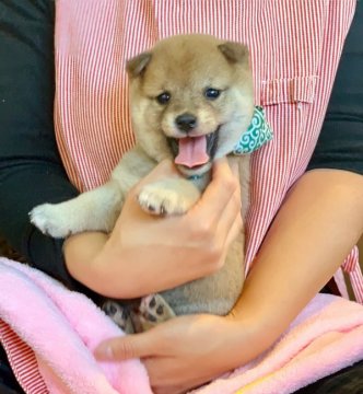 柴犬(豆柴)【鹿児島県・男の子・2019年11月12日・赤】の写真「😍性格・可愛さ💕超別格😄全国出張可能です♪」