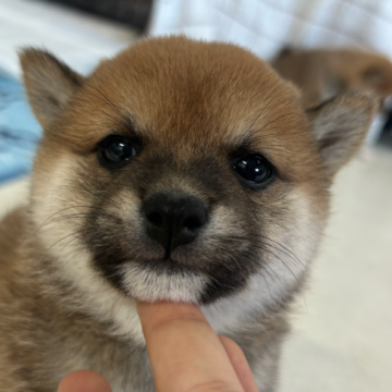 柴犬(豆柴)【鹿児島県・女の子・2023年10月13日・赤】の写真「＊ハナコ長女＊たぬき顔の激カワです♡」