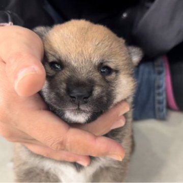 柴犬(豆柴)【鹿児島県・男の子・2023年11月6日・赤】の写真「＊サクラ次男＊綺麗な赤毛です」