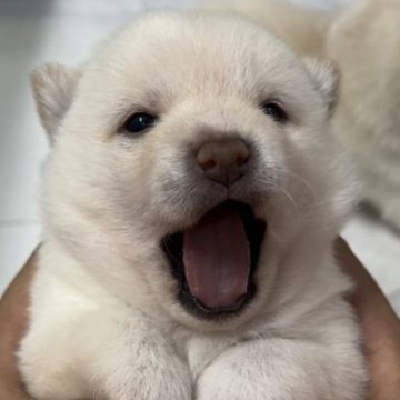 柴犬(豆柴)【鹿児島県・女の子・2023年10月28日・白】の写真「＊ユキ長男＊ふわふわな毛触りが特徴です！」