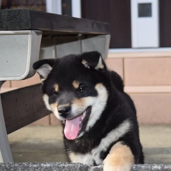 柴犬(標準サイズ)【和歌山県・男の子・2025年2月25日・黒】の写真1