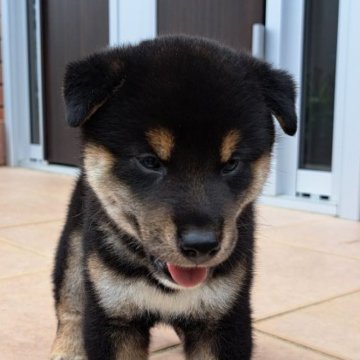 柴犬(標準サイズ)【和歌山県・男の子・2024年8月23日・黒】の写真「綺麗な柄になりました。✨」