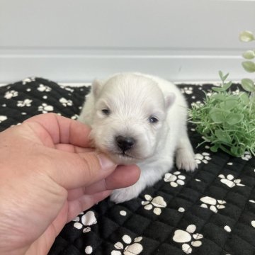 日本スピッツ【香川県・男の子・2025年1月17日・ホワイト】の写真「日本スピッツの子犬が生まれてます」