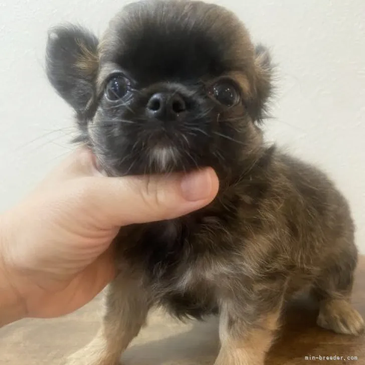 N.K 様のお迎えした子犬