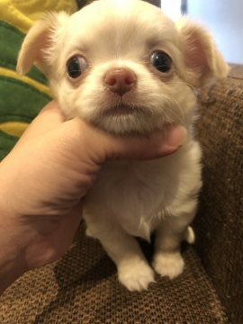 チワワ(ロング)【兵庫県・男の子・2019年5月25日・クリーム】の写真「タレ目のクリームの男の子です😊」