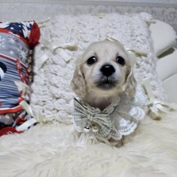 ミニチュアダックスフンドの子犬を探す｜ブリーダー直販の子犬販売【みんなのブリーダー】