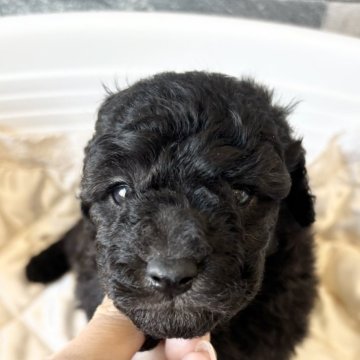 トイプードル(トイ)【埼玉県・男の子・2024年10月6日・グレー】の写真「珍しいグレーカラーの男の子🐕‍🦺」