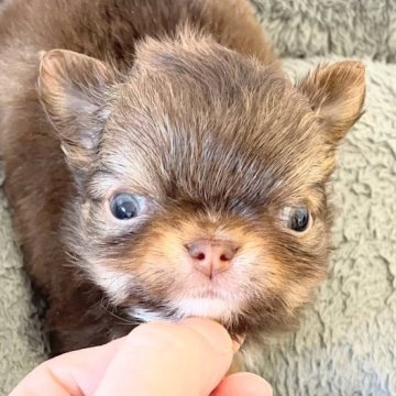 チワワ(ロング)【埼玉県・男の子・2024年12月4日・チョコタン】の写真「珍しい色のチワワ」