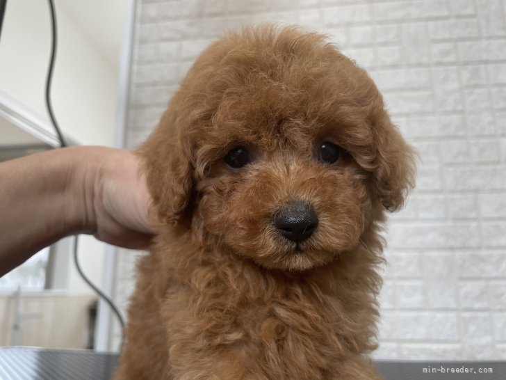 トイプードル 埼玉県 女の子 21年8月6日 レッド もふもふのプードル みんなのブリーダー 子犬id 2110