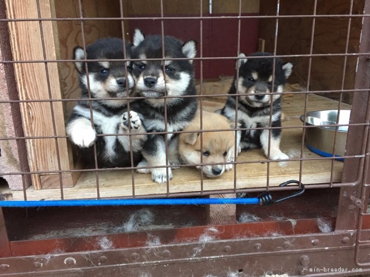 東北でおすすめの柴犬のブリーダー特集２ 2ページ目 みんなのペットライフ