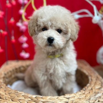 ミニチュアプードル【石川県・女の子・2024年10月23日・ペールフォーン】の写真「優しいカラーのミニチュアの女の子」