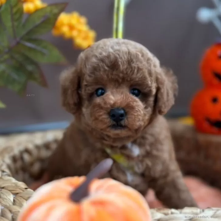 ゆう 様のお迎えした子犬