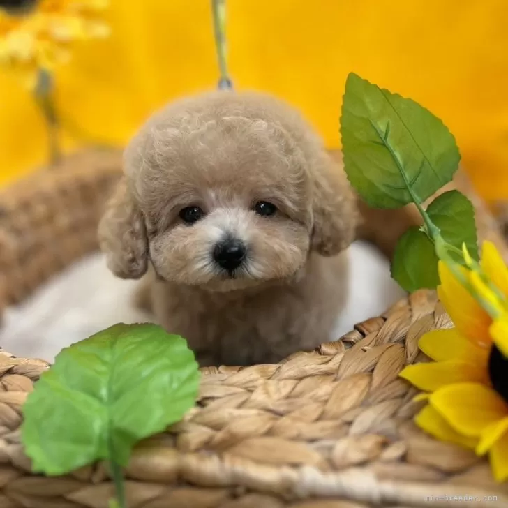 NK 様のお迎えした子犬