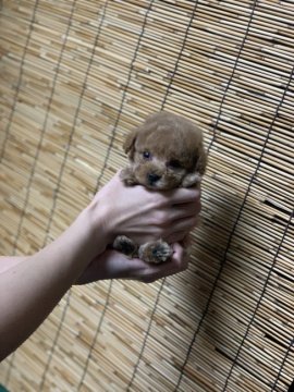 トイプードル(ティーカップ)【石川県・男の子・2018年10月26日・アプリコット】の写真「極小アプリコットの僕」