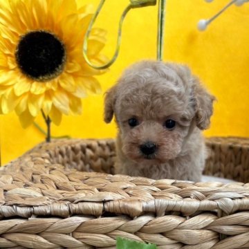 トイプードル(タイニー)【石川県・男の子・2024年7月11日・オレンジフォーン】の写真「小さいですがムチムチ　短いあんよ」