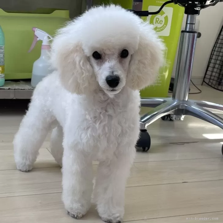 ID：2412-02344の子犬