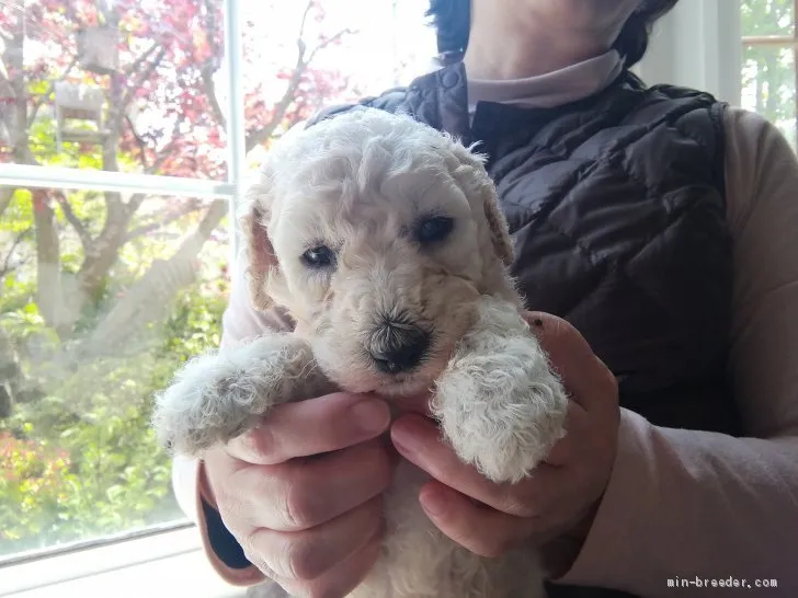 S.A 様のお迎えした子犬