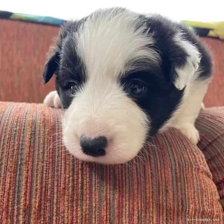 リア 様のお迎えした子犬