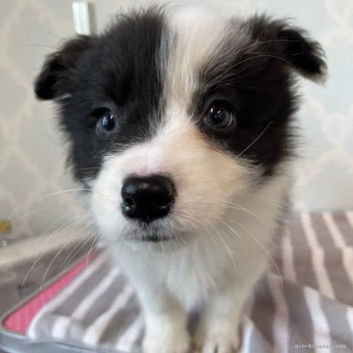 コノミン 様のお迎えした子犬