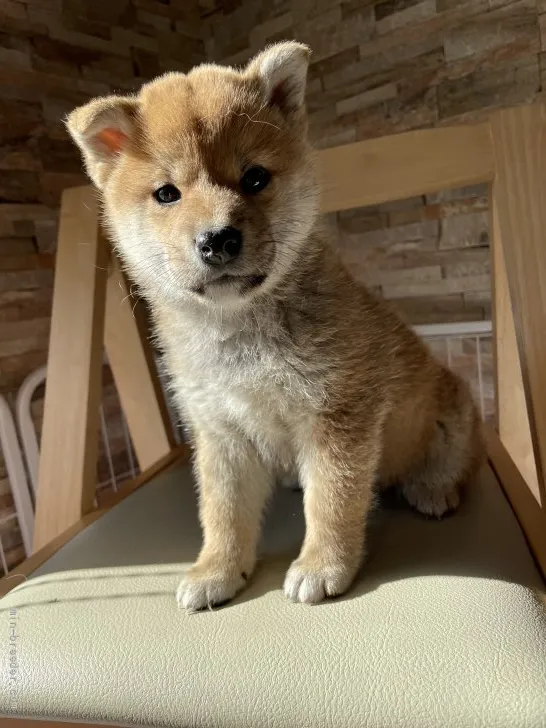 柴犬(標準サイズ)【青森県・女の子・2021年9月25日・赤】の写真1「とっても可愛らしい女の子です✨」