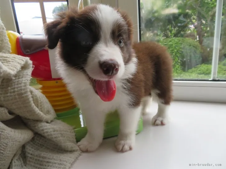 ゆう 様のお迎えした子犬