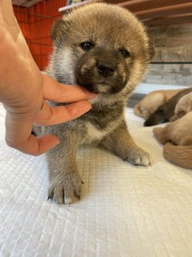 柴犬(標準サイズ)【青森県・女の子・2021年9月25日・赤】の写真「可愛らしいお顔の女の子です✨
将来が楽しみです。」