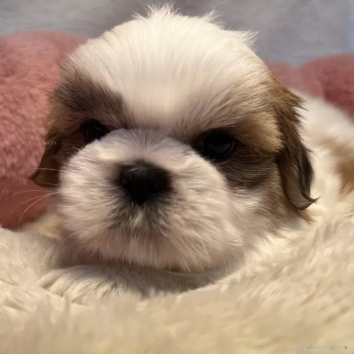 ブランド雑貨総合 2023年かわいい⭐️子犬⭐️カレンダー