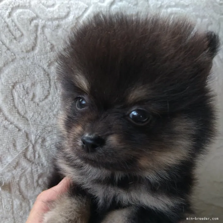 小川 様のお迎えした子犬