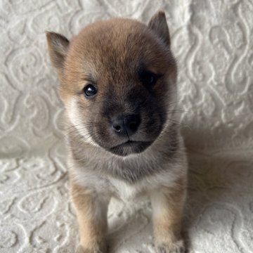 柴犬(豆柴)【兵庫県・男の子・2024年8月27日・赤】の写真「10/25迄の募集です🐾 両親豆柴認定犬です🐕」